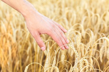 Kadın eli buğdaya dokunuyor