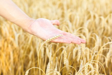 Kadın eli buğdaya dokunuyor