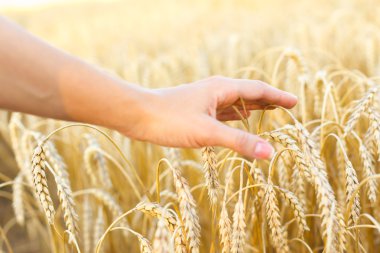Kadın eli buğdaya dokunuyor
