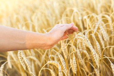 Kadın eli buğdaya dokunuyor