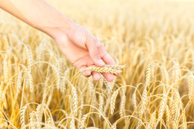 Kadın eli buğdaya dokunuyor