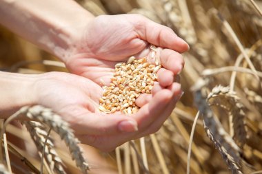 Kadın eli buğdaya dokunuyor