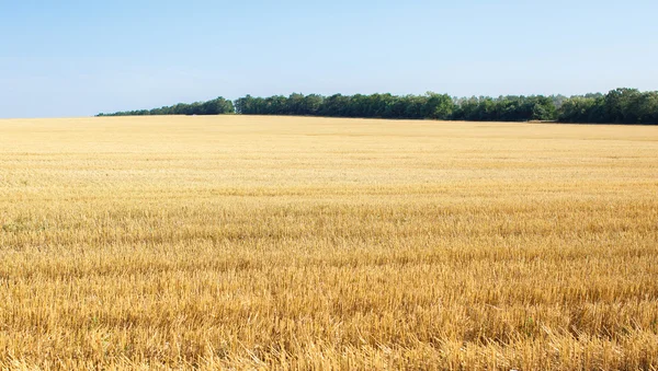 The wheat fields — Stock Photo, Image