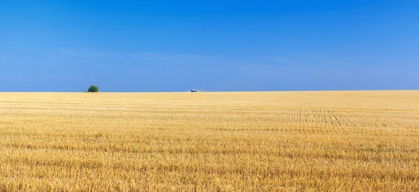 The wheat fields — Stock Photo, Image