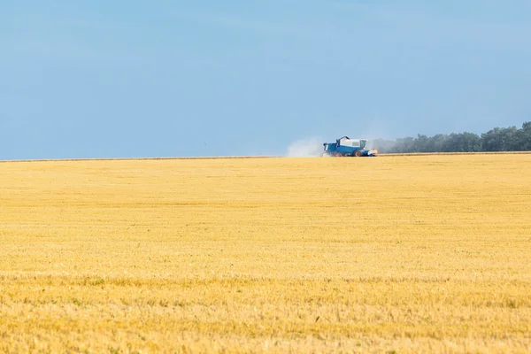 Os campos de trigo — Fotografia de Stock