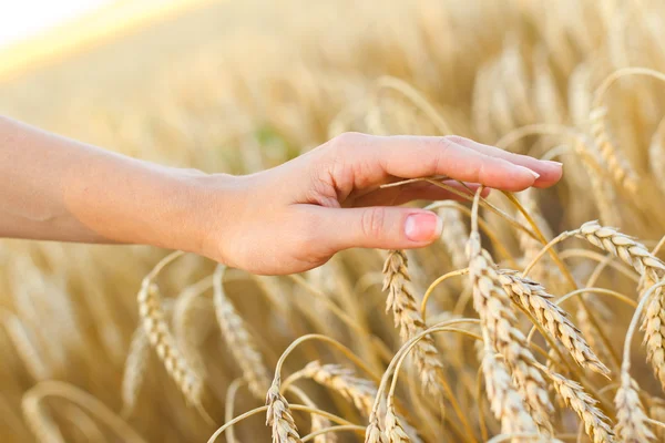 Woman hand touching wheat — Stock Photo, Image