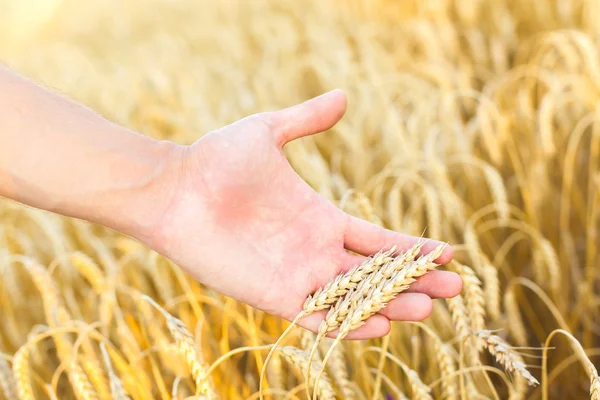 Woman hand touching wheat — Stock Photo, Image