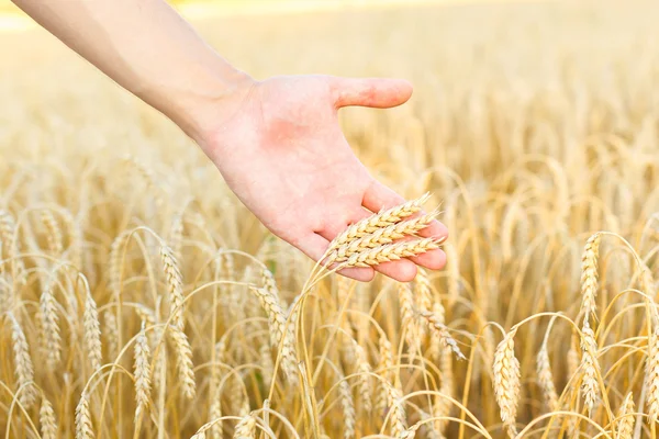 Woman hand touching wheat — Stock Photo, Image