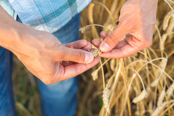 Man hand touching wheat — Stock Photo, Image