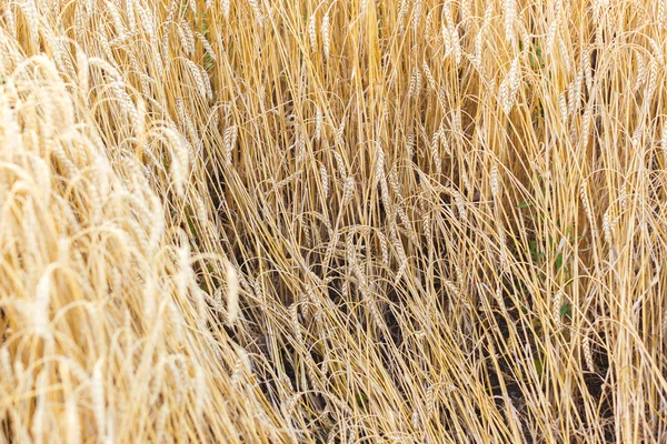 Los campos de trigo — Foto de Stock