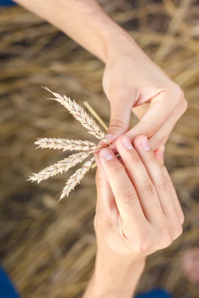 Man hand touching wheat — Stock Photo, Image