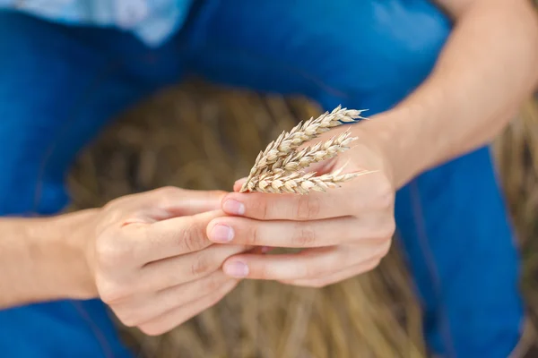 Mann berührt Weizen mit der Hand — Stockfoto
