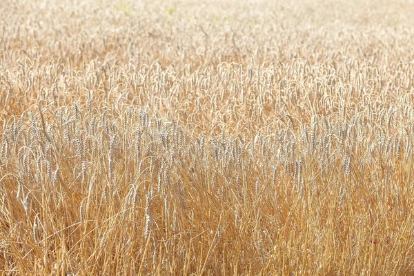 Los campos de trigo — Foto de Stock