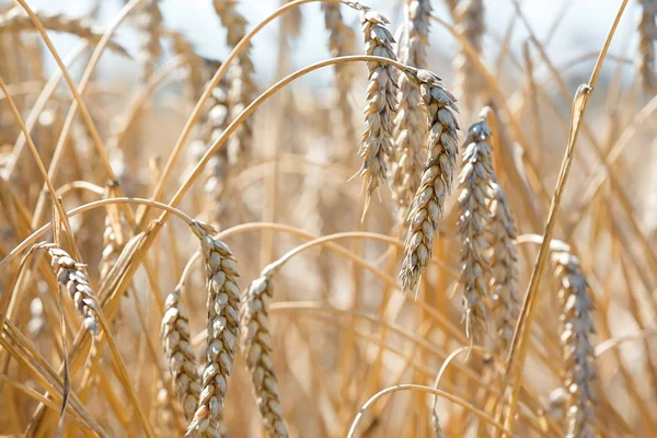 Os campos de trigo — Fotografia de Stock