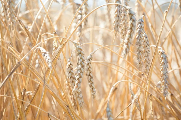 Les champs de blé — Photo