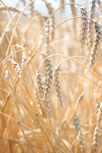 Les champs de blé — Photo