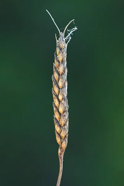 Os campos de trigo — Fotografia de Stock