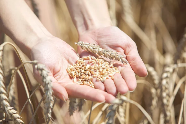 Woman hand touching wheat — Stock Photo, Image