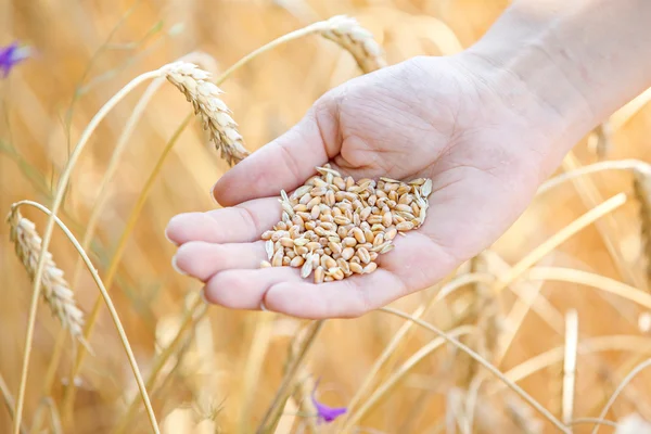 Woman hand touching wheat — Stock Photo, Image