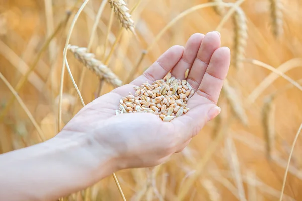 Woman hand touching wheat — Stock Photo, Image