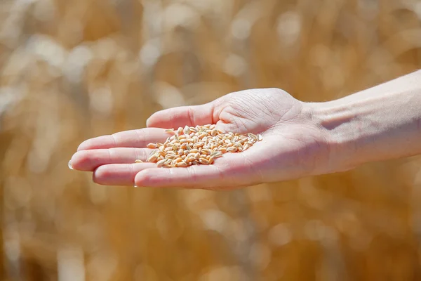 Frau berührt Weizen mit der Hand — Stockfoto
