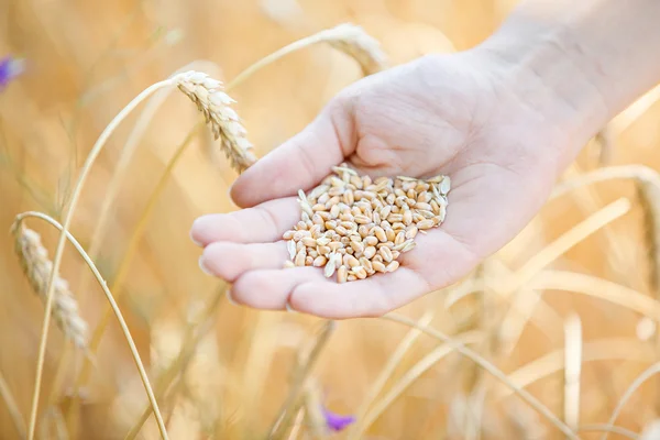 Woman hand touching wheat — Stock Photo, Image