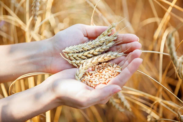 Woman hand touching wheat — Stock Photo, Image