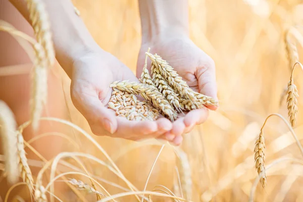 Woman hand touching wheat — Stock Photo, Image