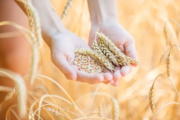 Frau berührt Weizen mit der Hand — Stockfoto