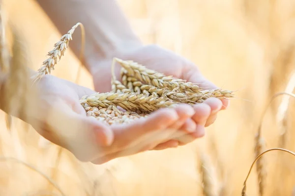 Жінка торкається пшениці — стокове фото