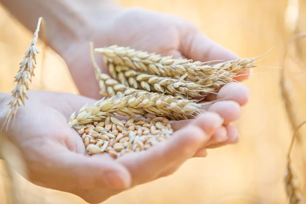 Woman hand touching wheat — Stock Photo, Image