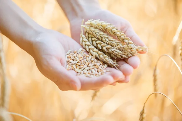 Donna mano toccando grano — Foto Stock