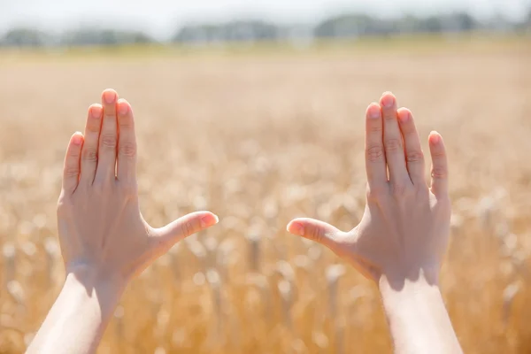 Woman hand touching wheat — Stock Photo, Image