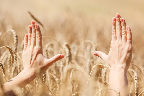 Woman hand touching wheat — Stock Photo, Image