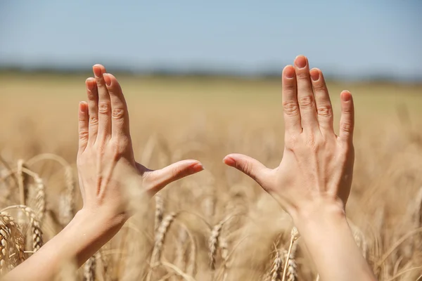 Woman hand touching wheat — Stock Photo, Image