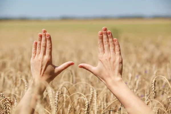 Mulher mão tocando trigo — Fotografia de Stock