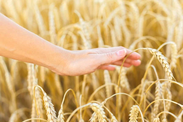 Woman hand touching wheat Royalty Free Stock Photos