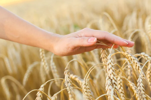 Woman hand touching wheat Stock Image