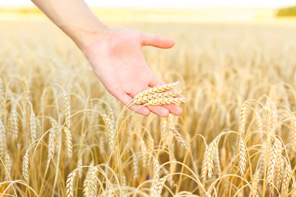 Woman hand touching wheat Stock Image