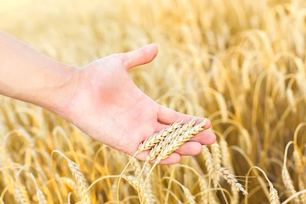 Woman hand touching wheat Stock Picture