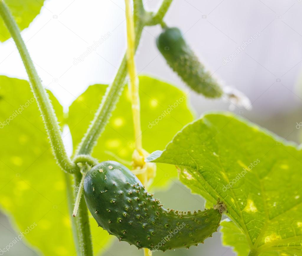 Cucumbers with leaves 