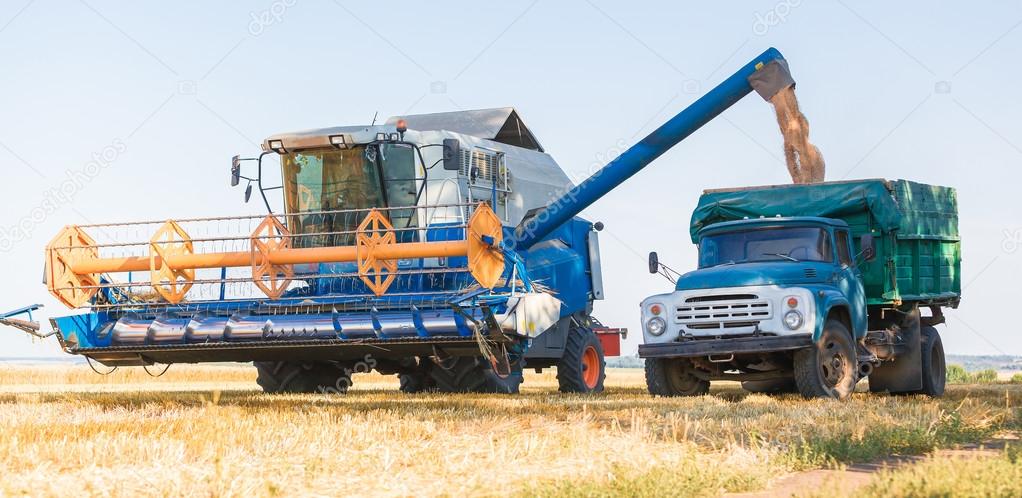 Combine harvester working 