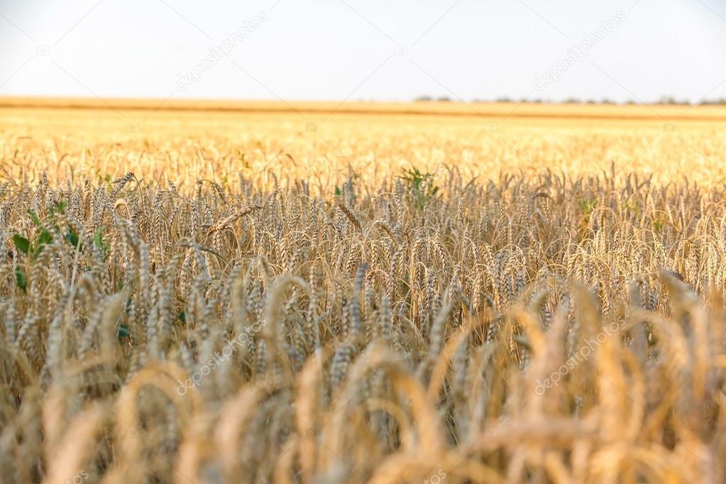 the wheat fields
