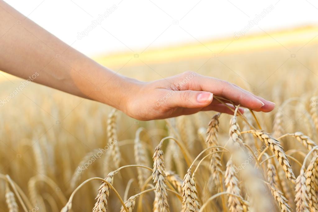 Woman hand touching wheat