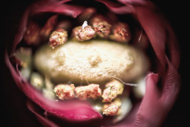 güzel çiçekler makro 