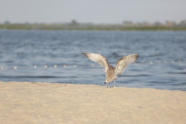 kumlu bir plaj üzerinde kuş
