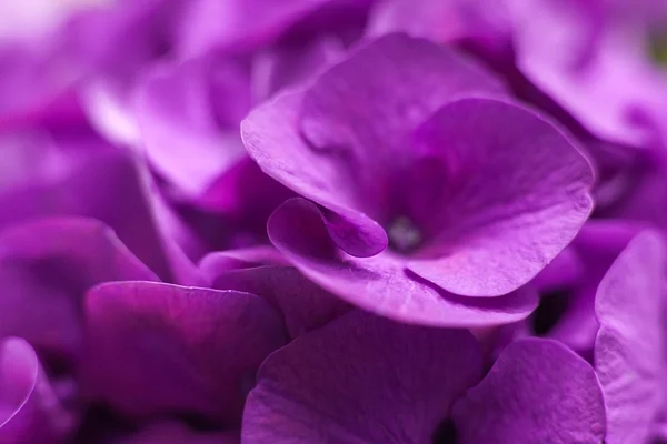 Фіолетовий гортензії квіти — стокове фото