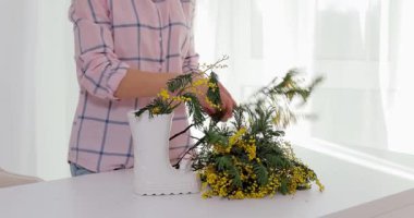 Kadın eli, pencerenin önünde dururken bir demet taze sarı mimoza çiçeğini beyaz vazoya koyuyor. Bahar çiçeklerini düzenleyen kadın.