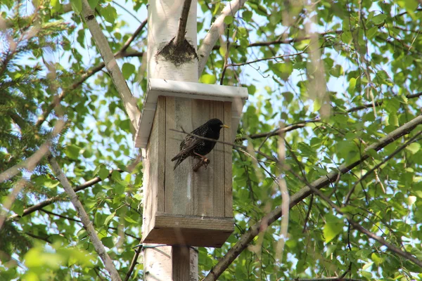 Starling yakınındaki bir huş starling evde.