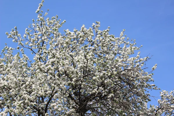 Apple tree virágok. — Stock Fotó